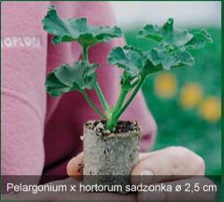 VITROFLORA sadzonki nasiona siewki rozsady byliny rośliny doniczkowe w Polsce
